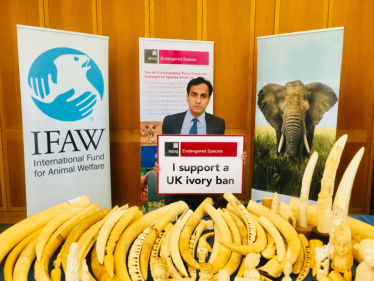 Ivory Ban